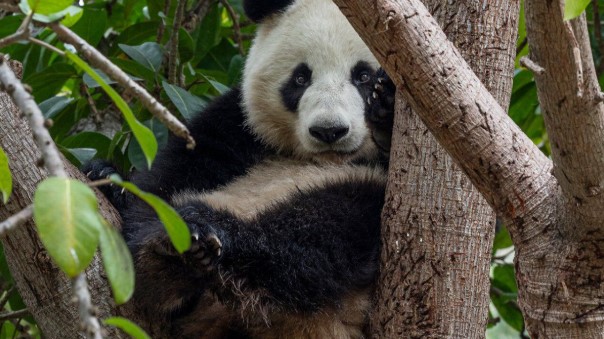 Giant Panda